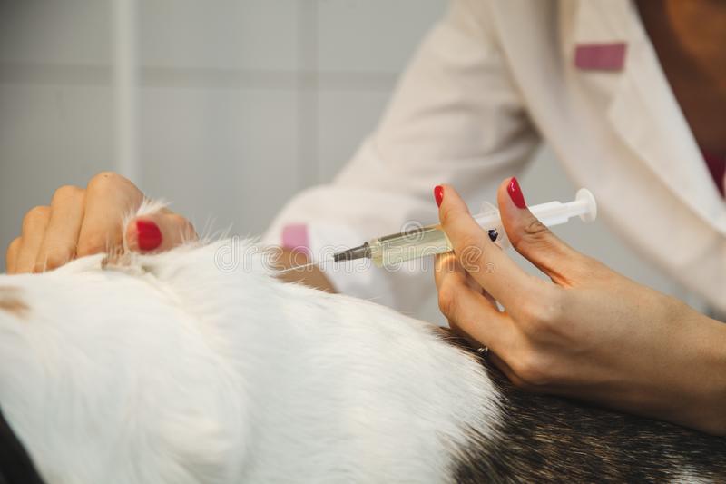 Veterinary Injection List For Franchise & Manufacturing