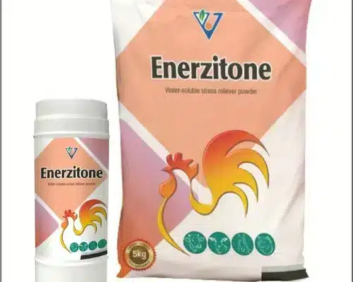 Chick growth promoter