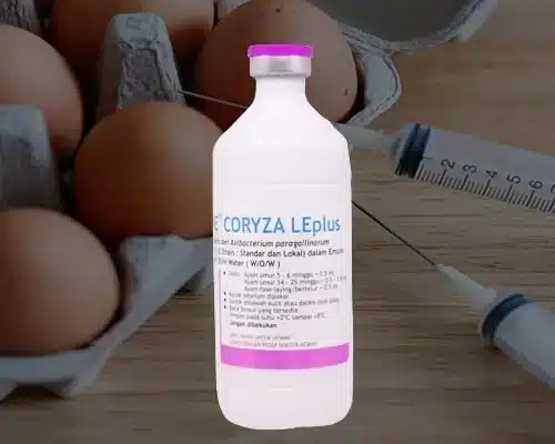 Vaksimune Coryza LE