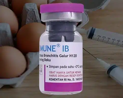 Vaksimune IB