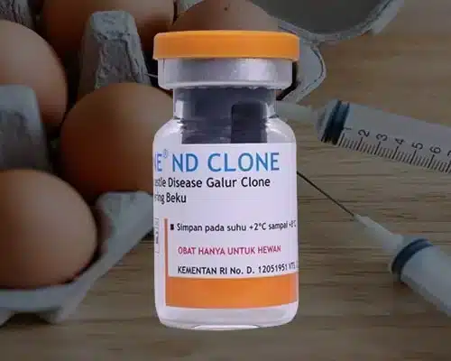 Vaksimune ND Clone