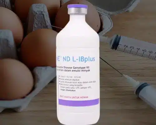 Vaksimune IB